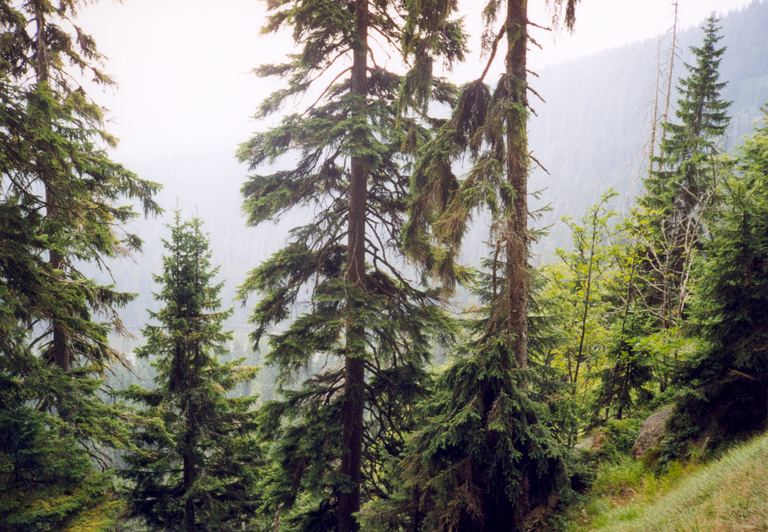 Šumava — Haidmühle (D), Nýrsko 1999