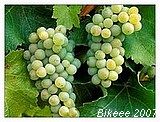 Bílé Karpaty — Senica (SK) 2007