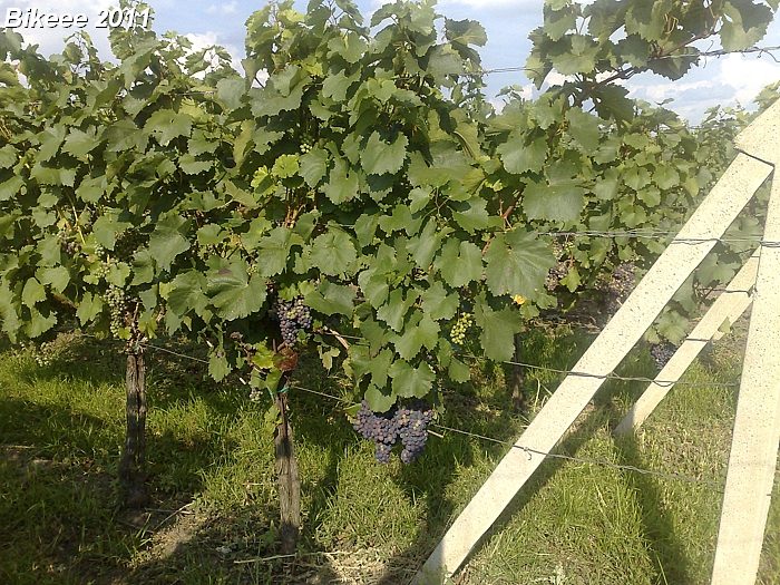 Macocha — Trojmezí (CZ-SK-A) 2011