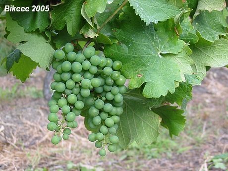 Vranovsko — Znojmo 2005