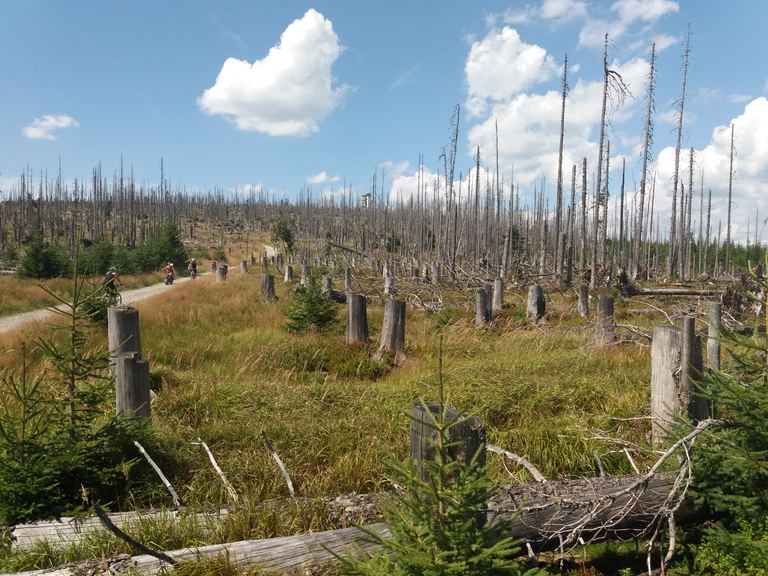 Brčálník (Šumava) — Láda