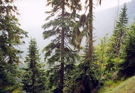 Šumava — Haidmühle (D), Nýrsko 1999
